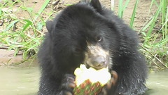 Baloo feasting on a pineapple