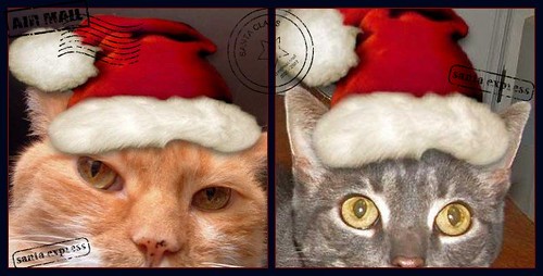 cats in santa hats
