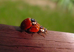 Saucy Ladybugs