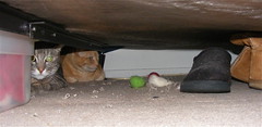 Xena & Abby hide under the bed while the windows are replaced