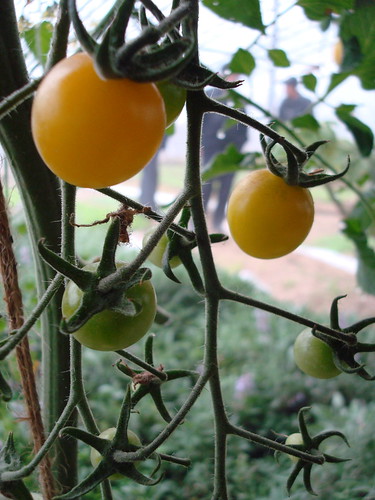 yellow tomatoes at Agrilandia