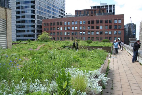 City Hall's green roof