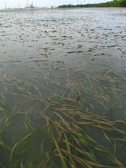 Seagrass Lagoon