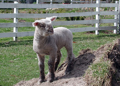 Healthy lamb