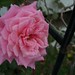 Shurb rose