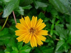 A Thing of Beauty... (Kaipullai()) Tags: flower home yellow chennai karisalankanni panasoniclumixdmcfz18 karisalanganni