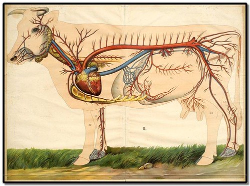 De Koe (cow) by HM Kroon 1912 b