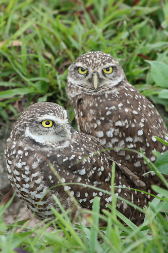 burrowing owls 1-26-08 024