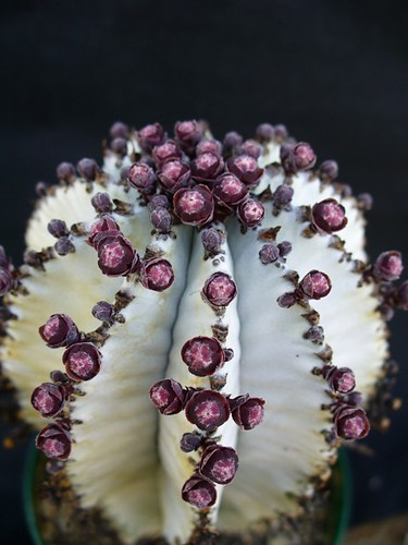 Euphorbia horrida 'snowflake' by u4banut