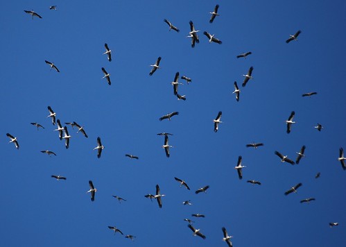 Migration of the White Storks