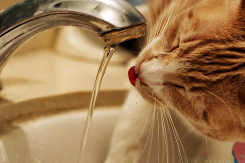 sink_cats_25