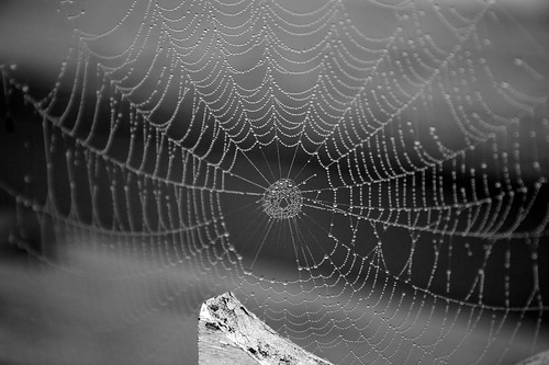 1/52: Spider Web