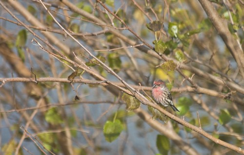 The Lone Male House Finch