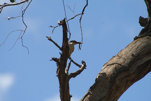 Sacred Kingfisher at Para Wirra
