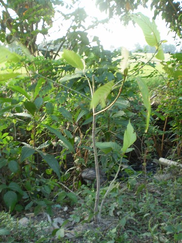 mitragyna speciosa  daun ketum picture photo bild