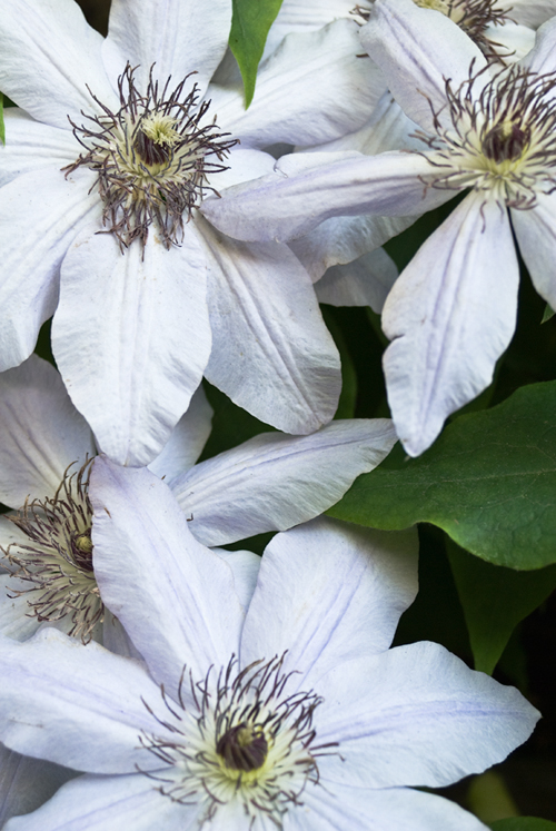 Clematis, May 28th