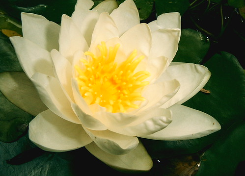 White Pond Water Lily Today