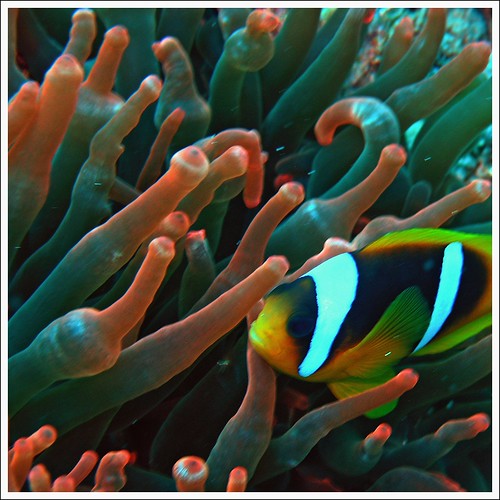 Nemo and anemone in Red Sea by Zé Eduardo...