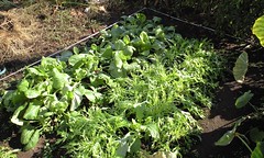 今週の市民農園:水菜と小松菜
