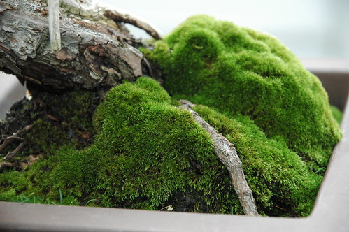 Detail, Cascade Bonsai