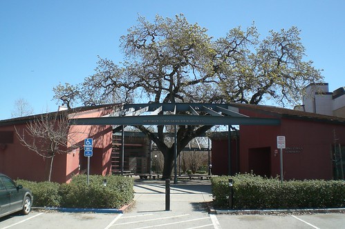 Stanford tree