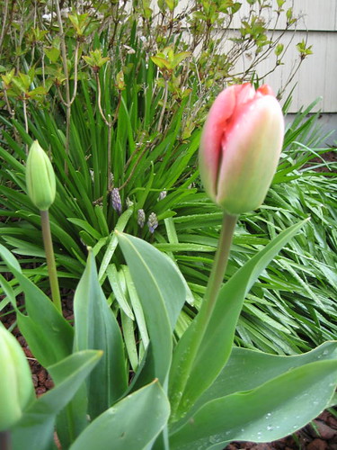 The first tulip