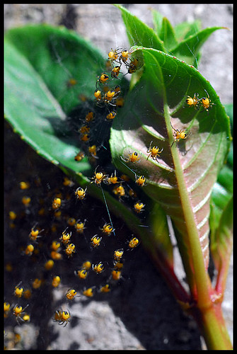 Baby Yellow Spiders