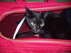 nicky in his carrier