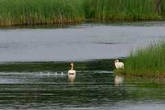 Swan Family DSC_3091 by Mully410 * Images