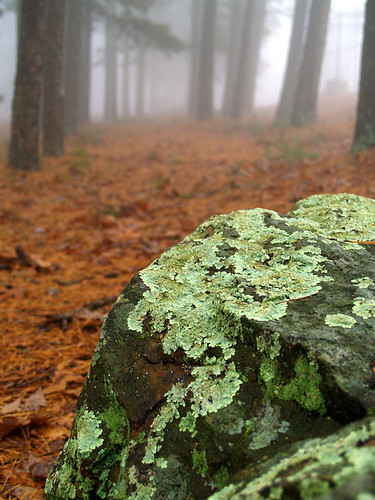 Lichen Fog