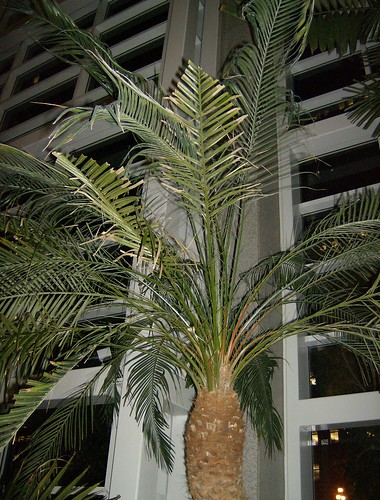 pygmy date palm tree. Dwarf Date palm - Phoenix