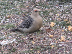 Female red-bellied woodpecker with serious boobage