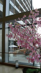 07.這個角度看櫻花樹更漂亮