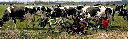 Las bicis nuevas y las vacas holandesas que vinieron curiosas para salir en la foto, ahora ya estoy atras del alambre , por eso estoy sonriendo