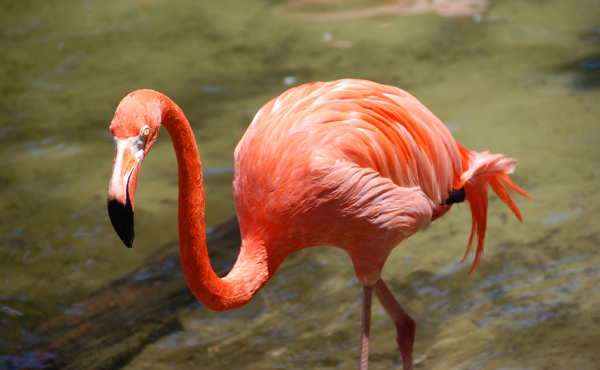 Flamingo0201