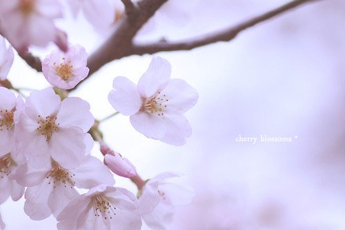 桜　vol.2