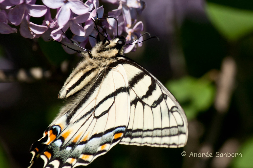 Eastern Tiger Swallowtail (Papilio glaucus)-24.jpg