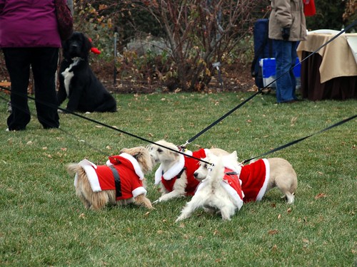 Reindog 10: Terrier Santa rumble