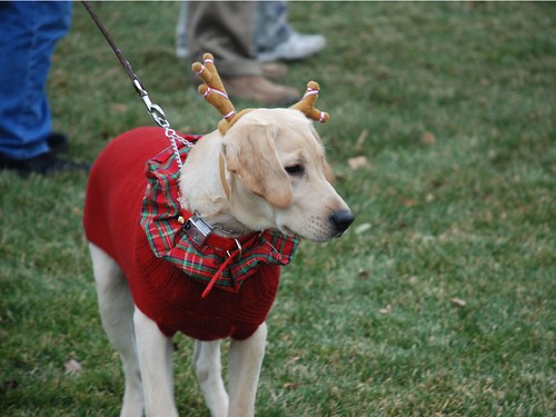 Reindog 29: Hey, a dog dressed as a reindeer!