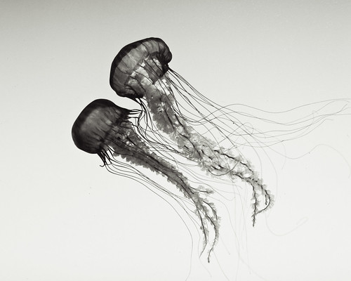 two sea jellies