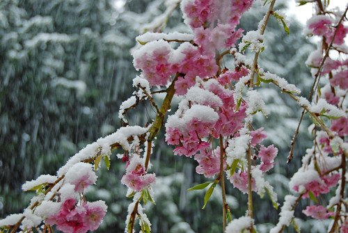 Pink Tree Snow