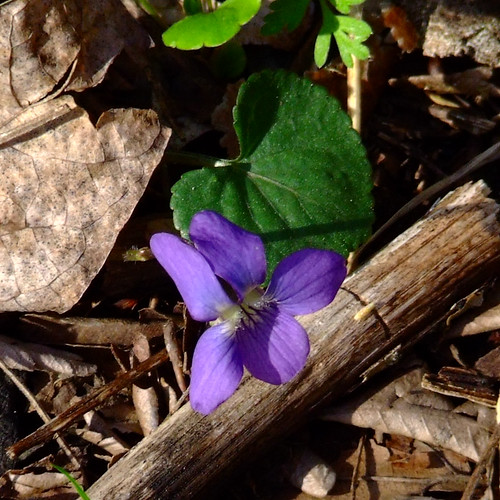 Rockwoods Reservation, in Saint Louis County, Missouri, USA - Common Violet blossom