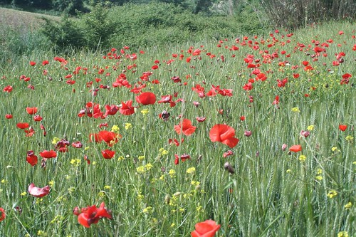 poppies_6778