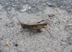Egglaying grasshopper