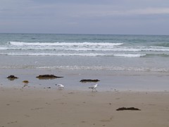 Lorne Seagulls