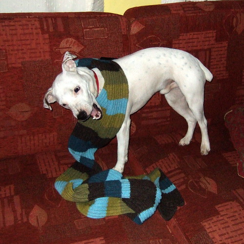 Dog Eats Scarf by Johnny Jet, on Flickr