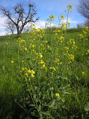 mustard plant image