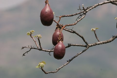 the fruit of the un id tree, the pod of which was broken open on the ground..."brinjal" tree!