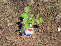 young tomato plant