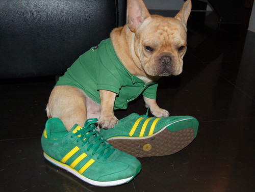 French Bulldog Wasabi in Adidas